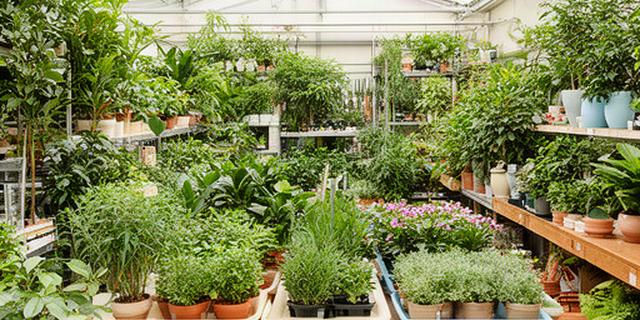 Vivaio ordinato di Walter's Piante con piante verdi e aromatiche pronte per i clienti